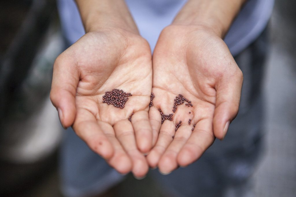 Hands holding out seeds
